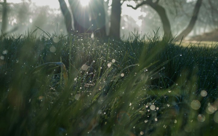 Rained grass