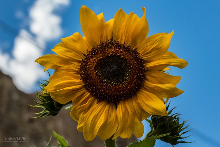 Flower Blossom ~CLICK~