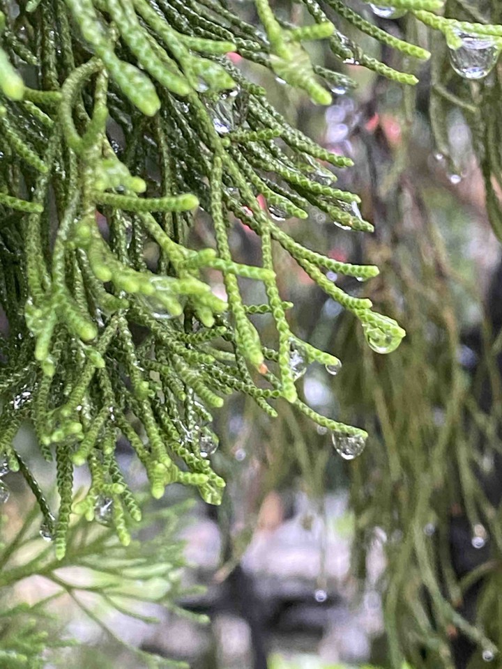 dewdrops