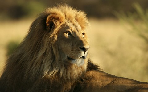 Lion king