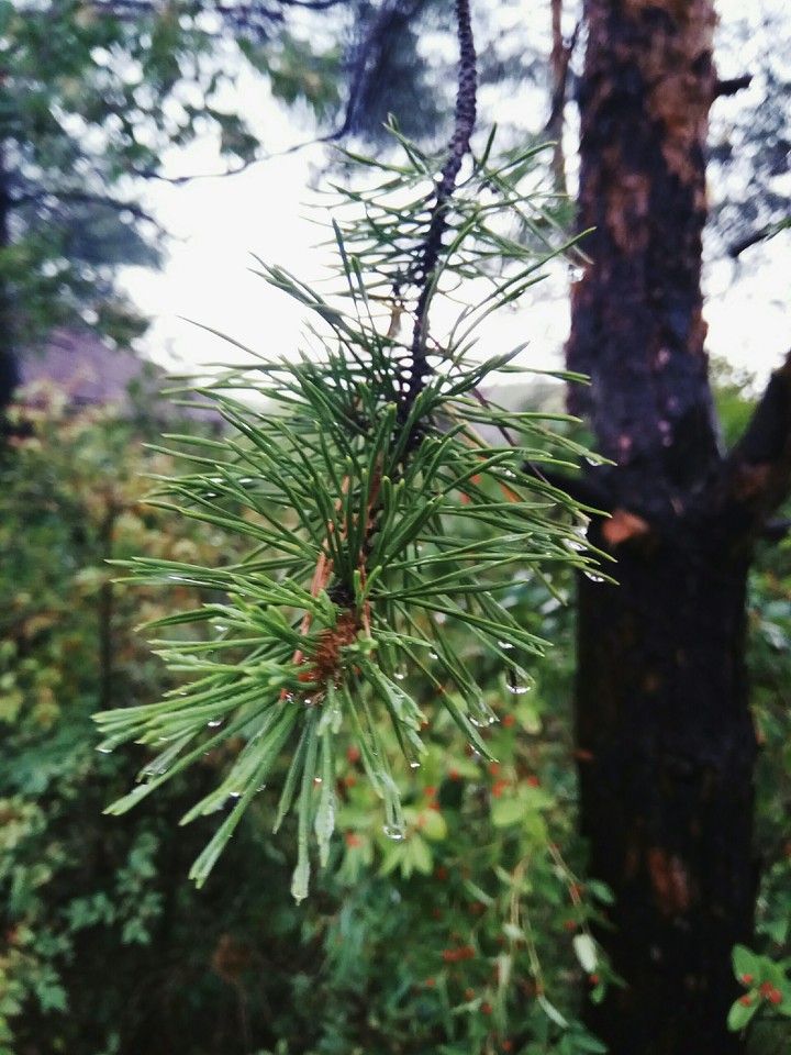 after the rain