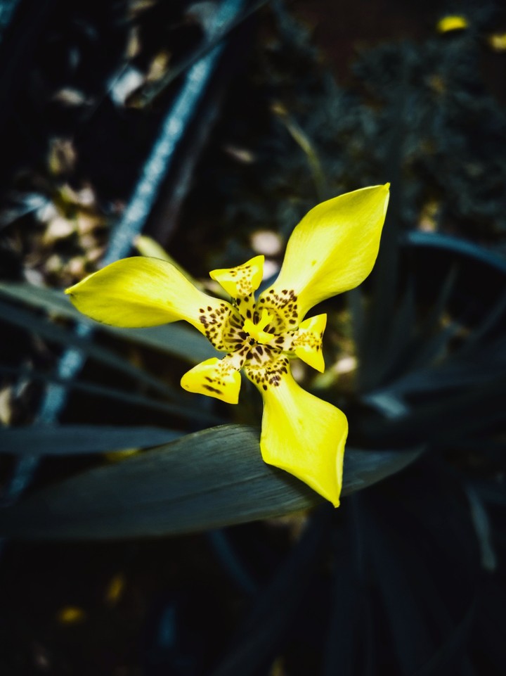 Flower