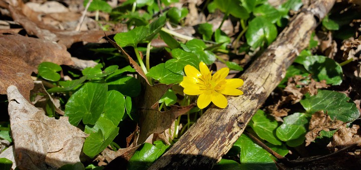 Wild Yellow Flower