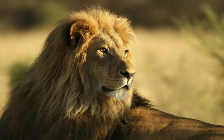 Lion king