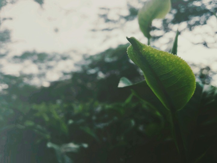 Leaves