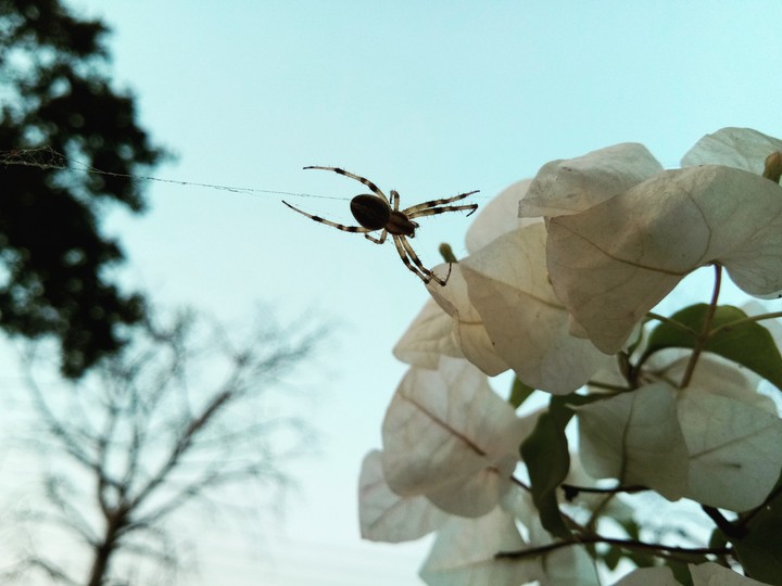 Spider