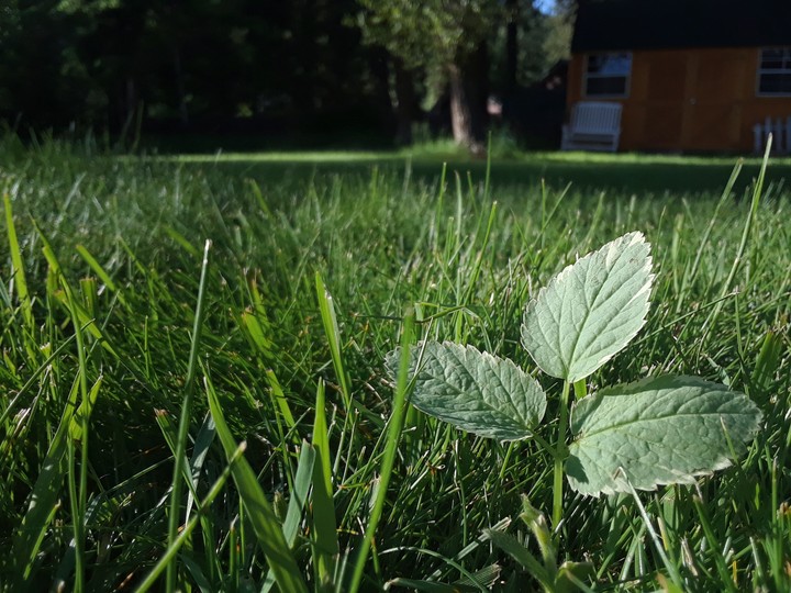mint leaves?