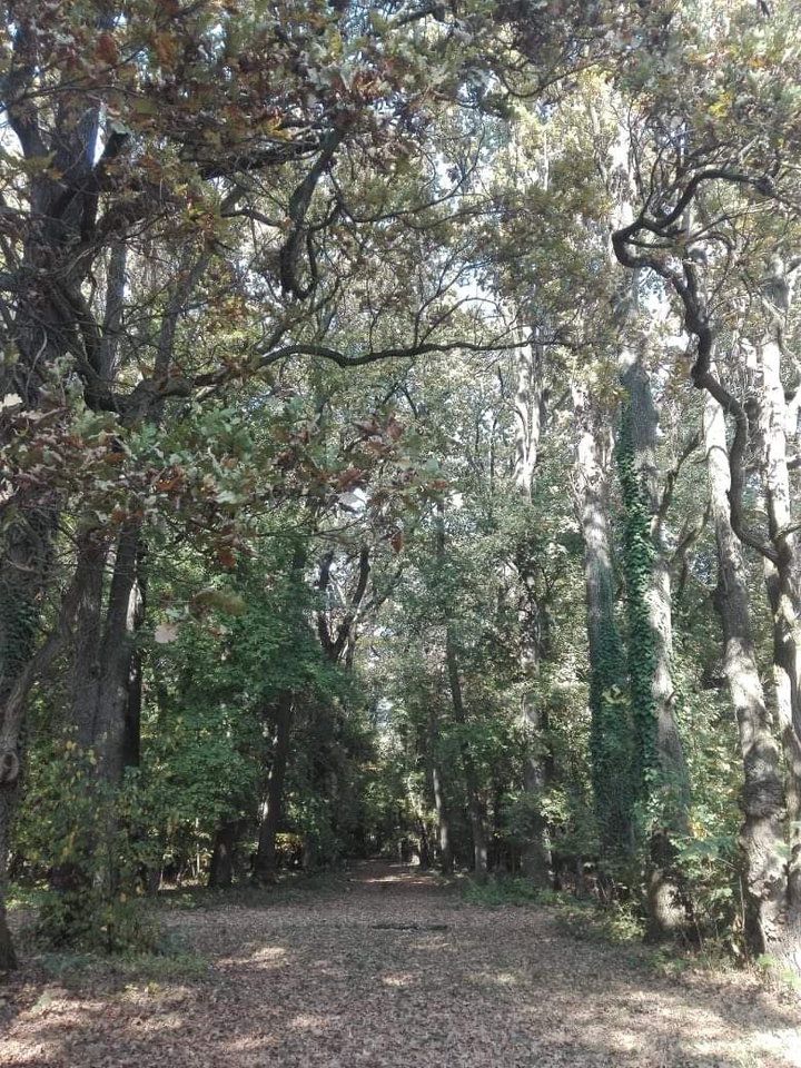 "this is the way"