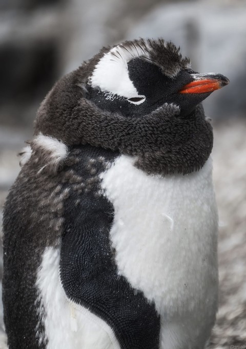 רקעים bird, Penguin