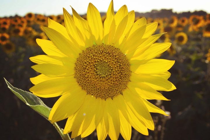 girasoli