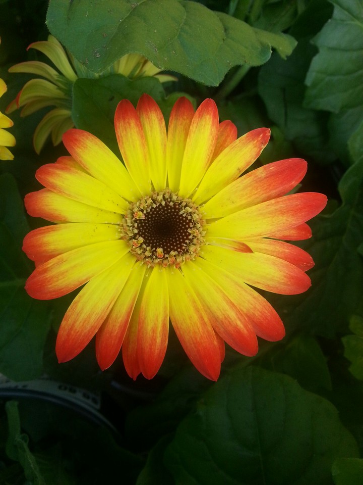 another flower