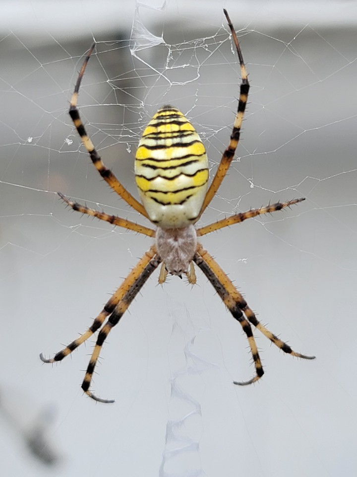 spider