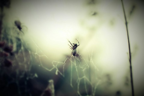 spider