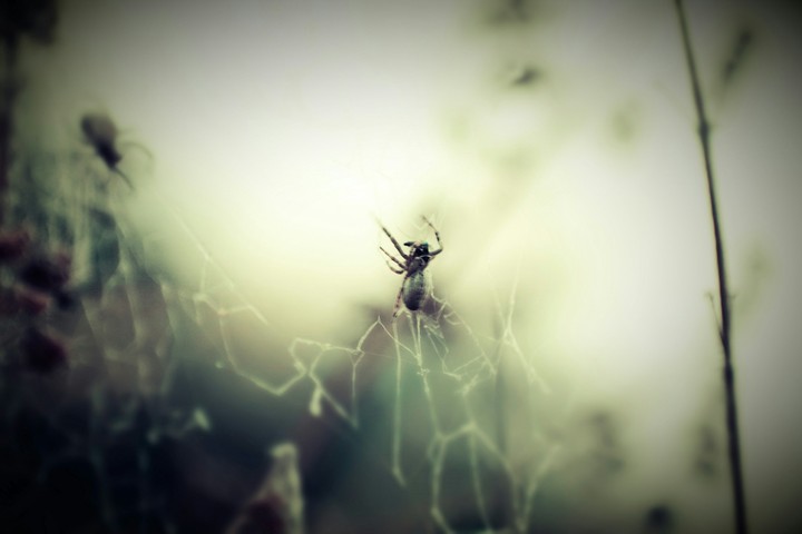 spider