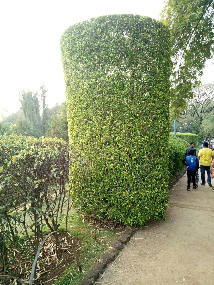 trees