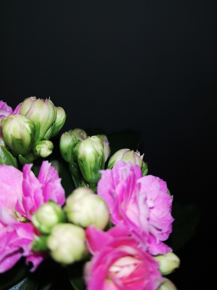 Pink FLOWES