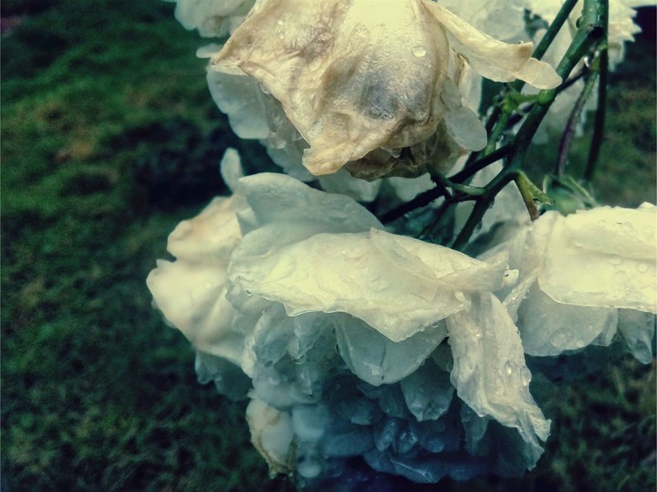 wet flower