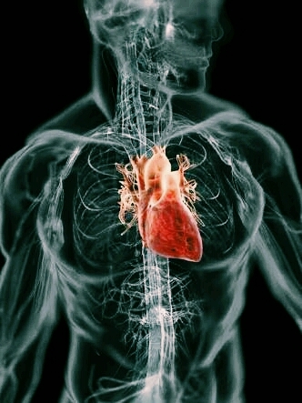 Heart