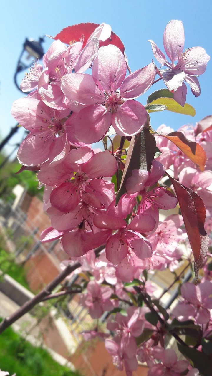 flowers