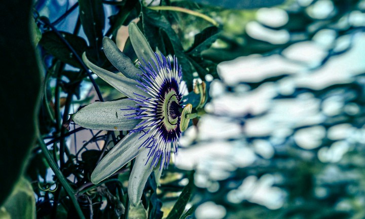 flortuy