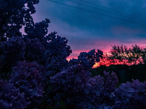 Lilac