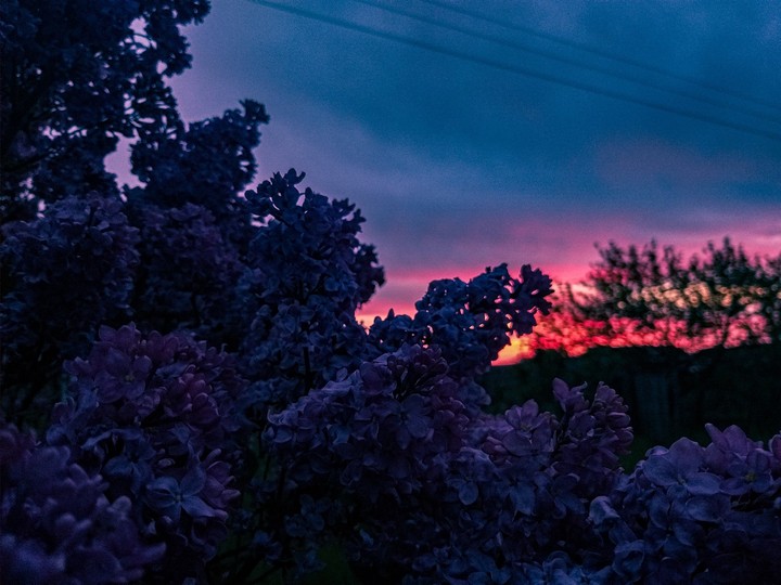 Lilac
