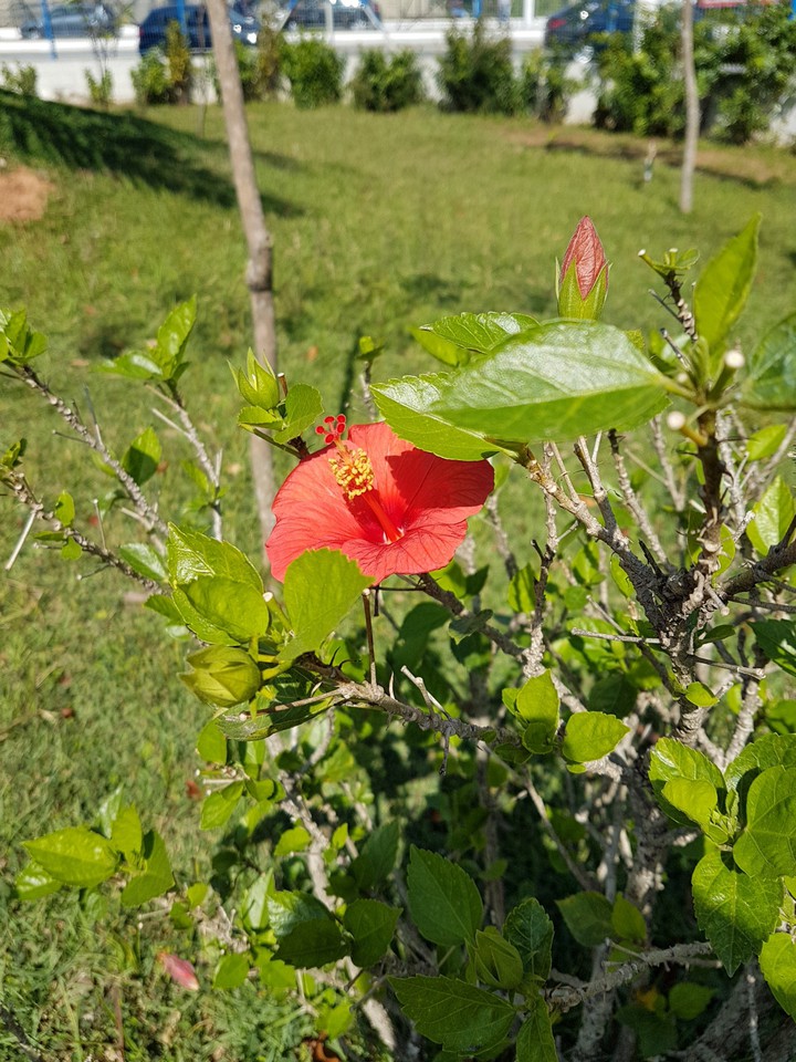 Natureza