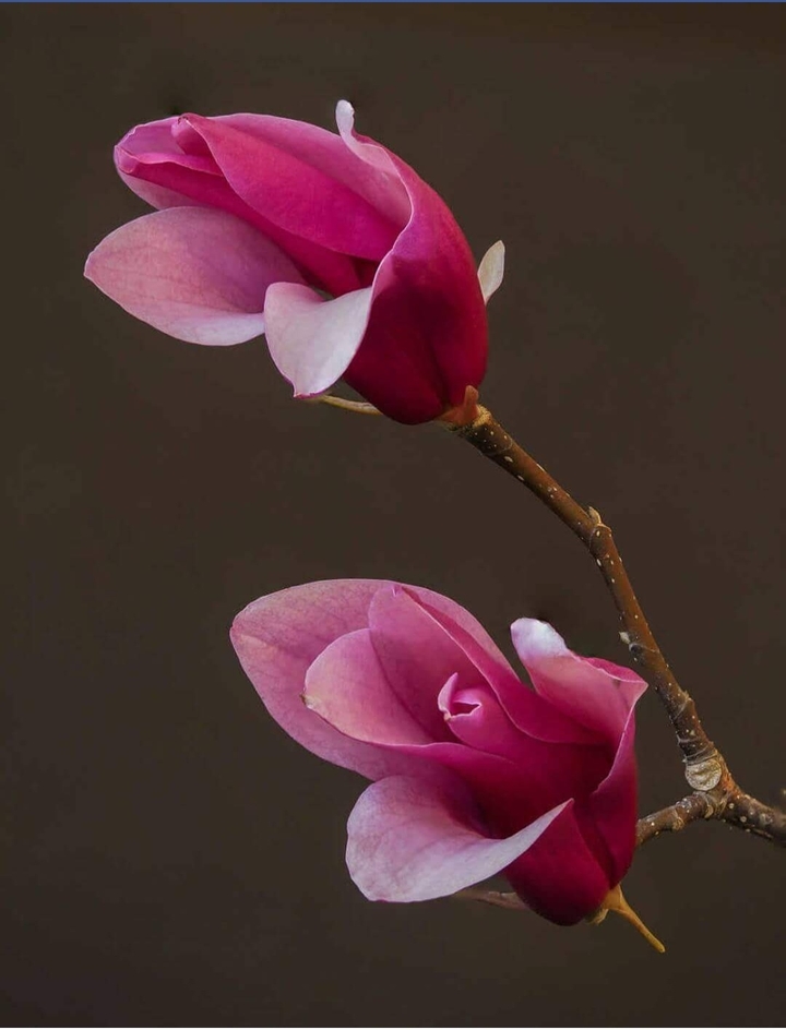 beautiful