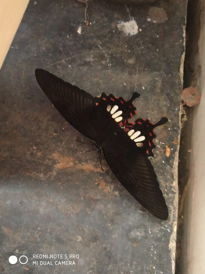 Butterfly