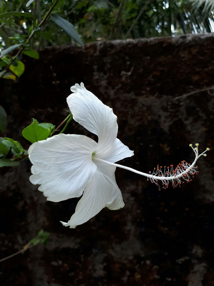 Hibicus
