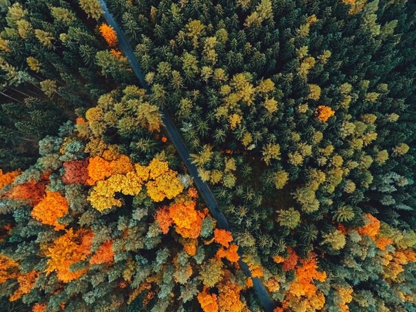 Лес