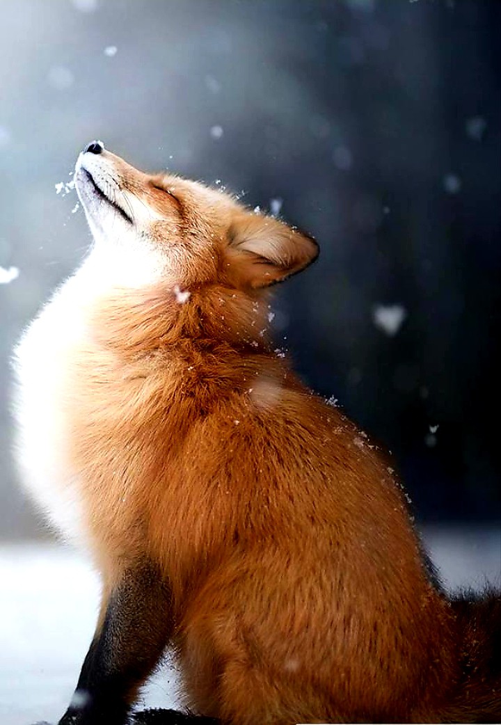 fox
