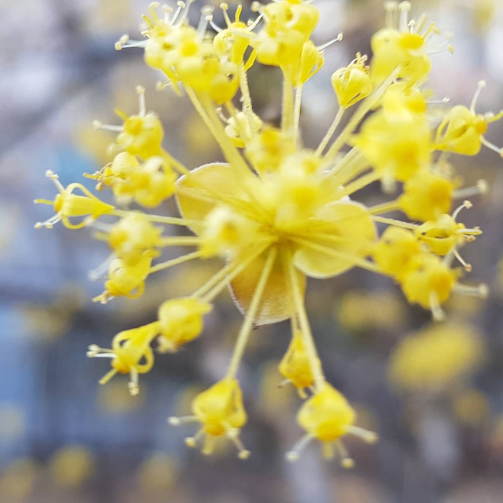 산수유