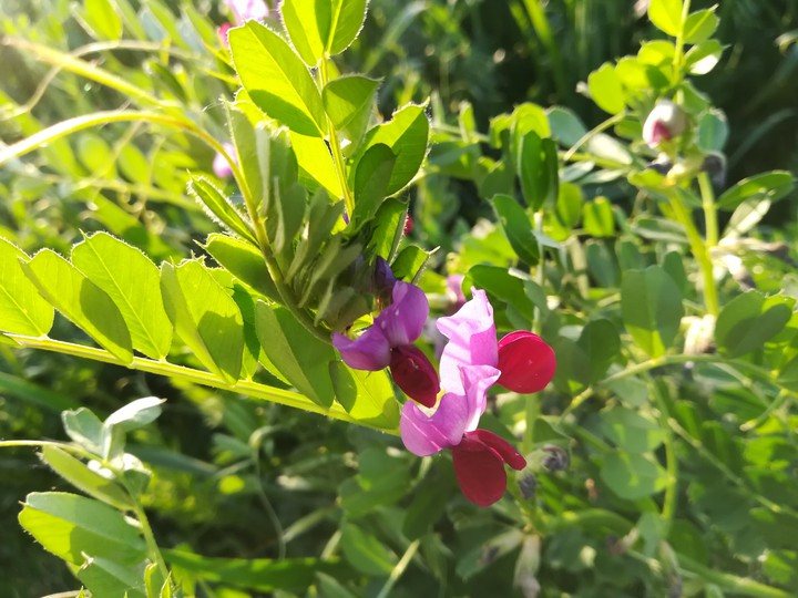 flowers in the beginning of summer