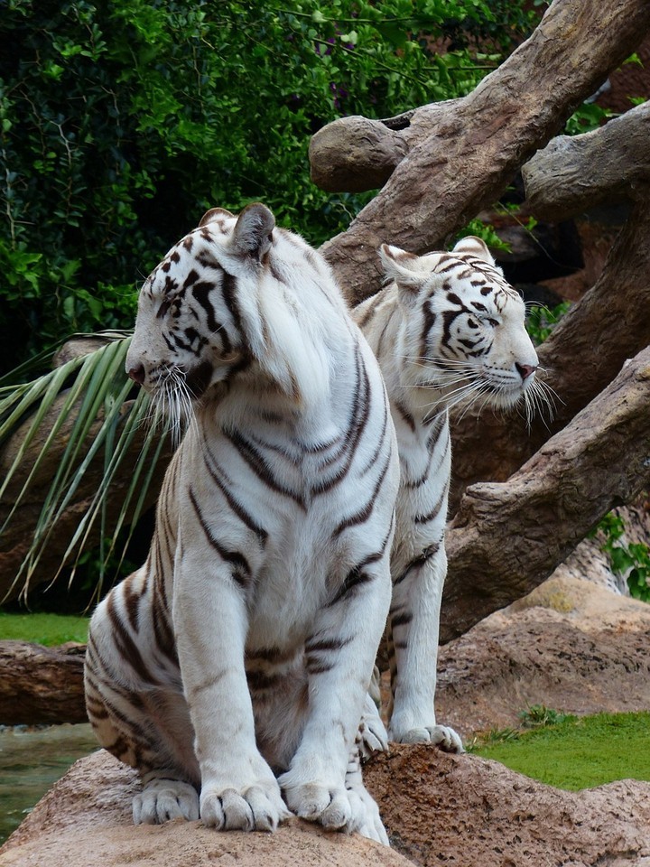 Wild Beauty ♡