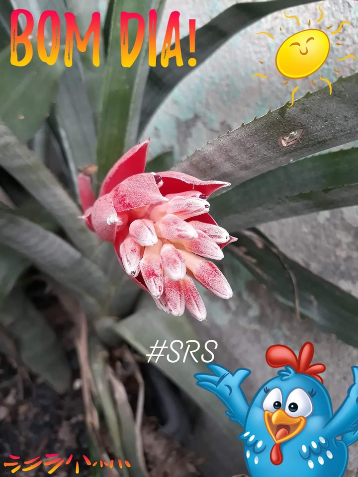 #SRS