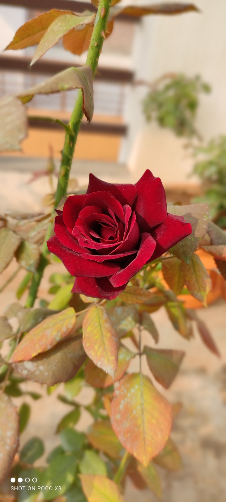 winter beauty