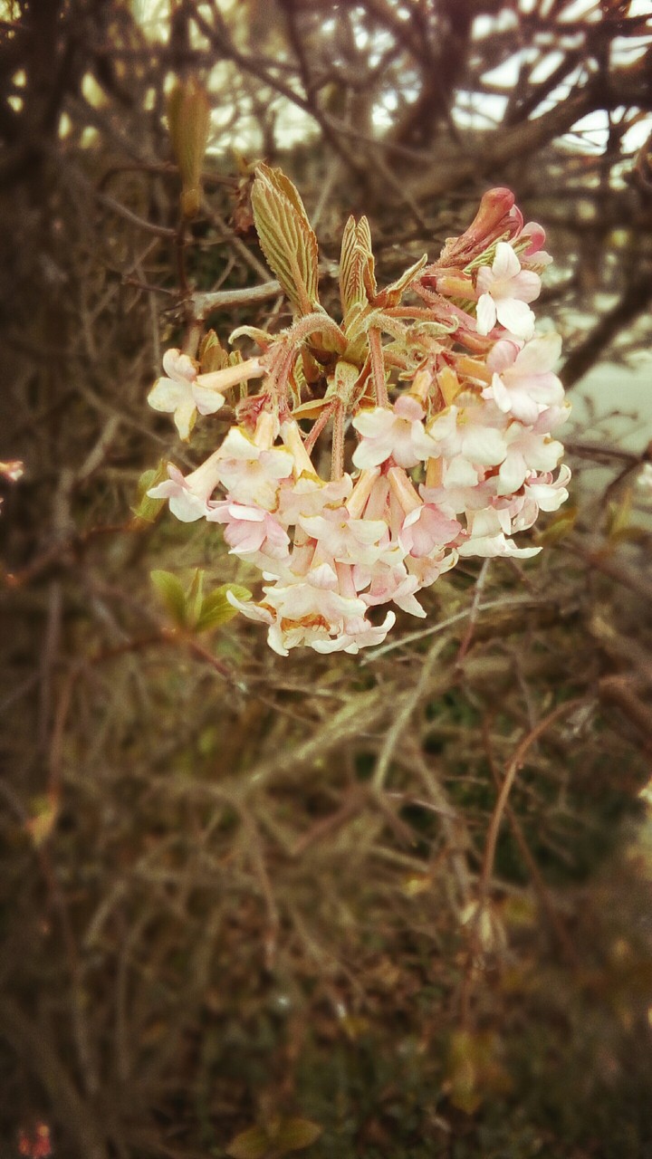 Bright spring flowers...