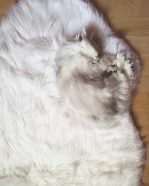 love my little cat.