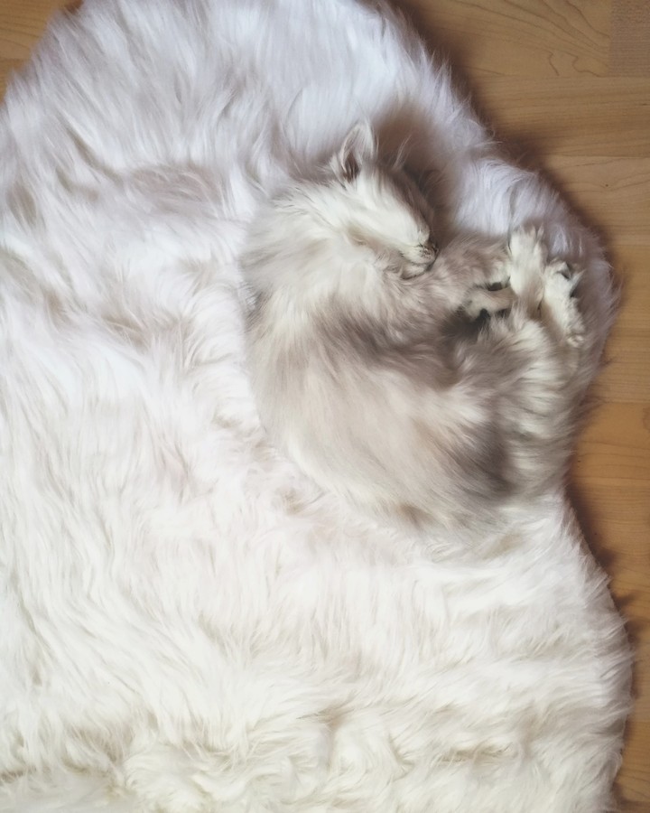 love my little cat.