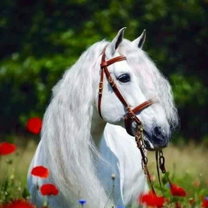 horse