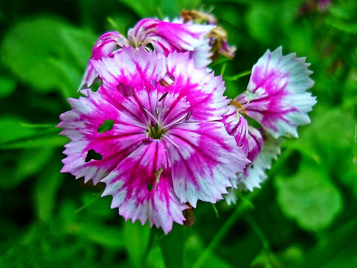 Carnation