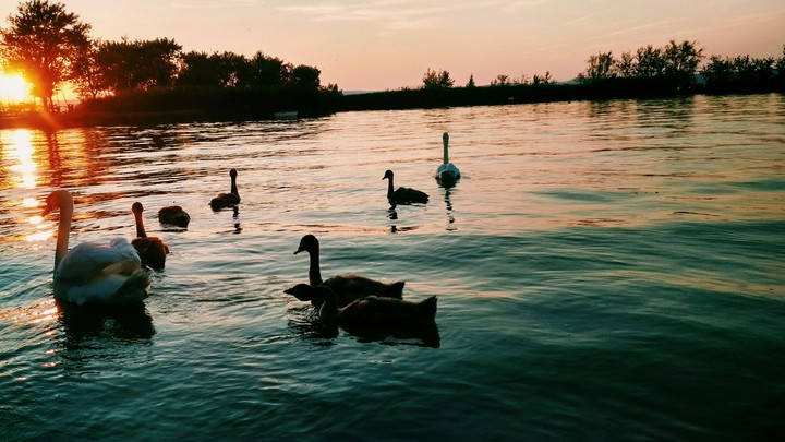swans on the lake