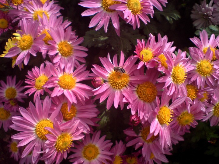 flower