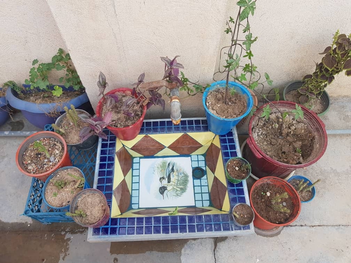 کاکتوس