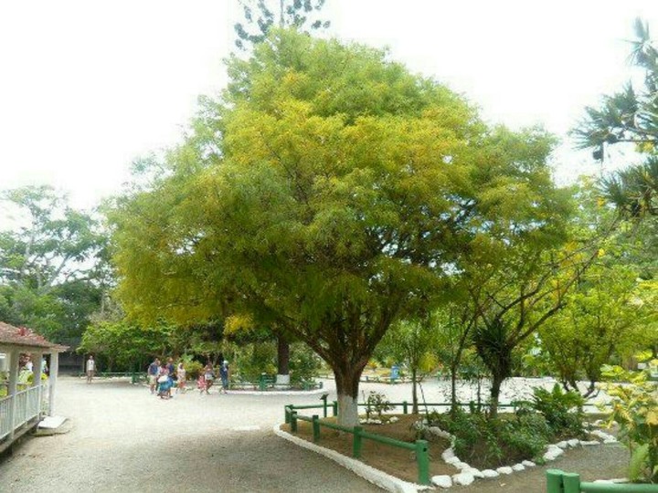 cópia