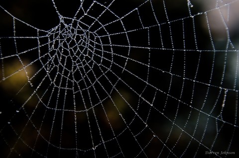 Dew
