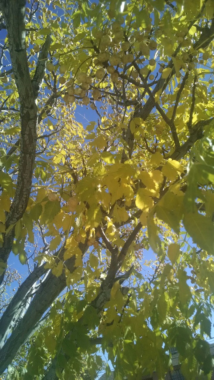 Sunlight Through The Leaves