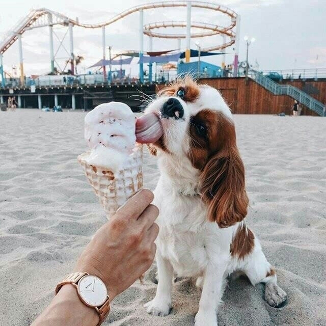 dog eat icescream