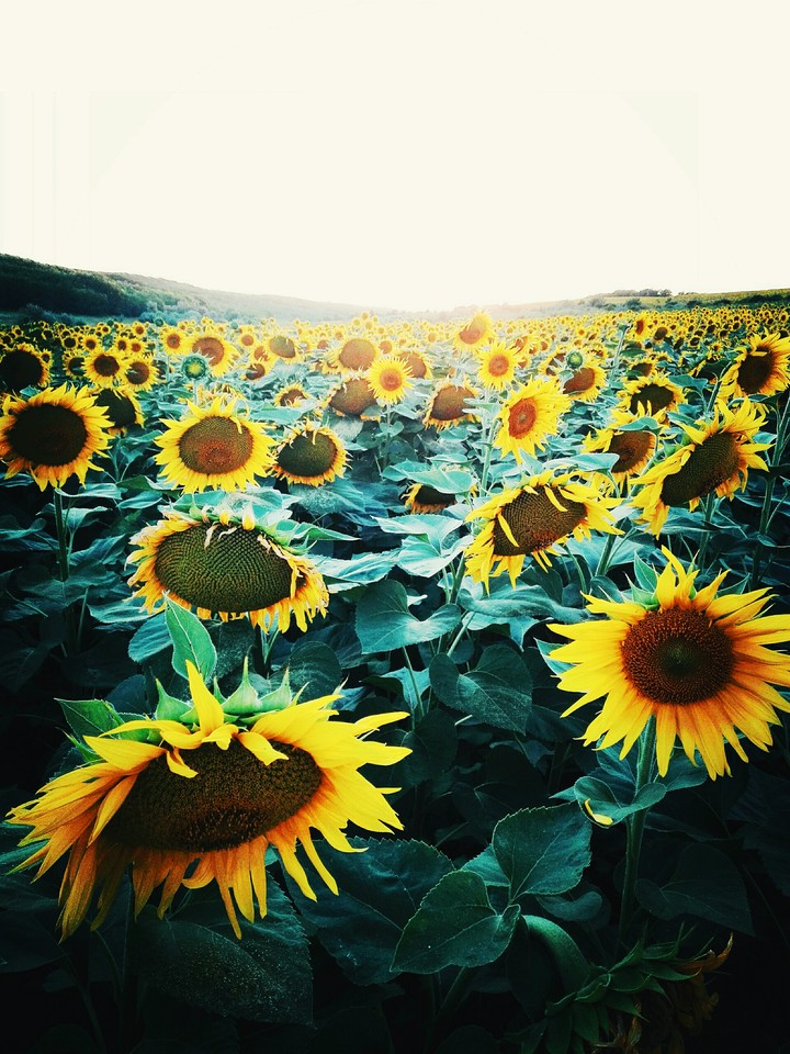 the sun flower